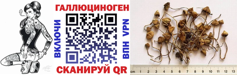мега как войти  Инсар  Галлюциногенные грибы Psilocybine cubensis 